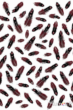 Haan Sonnerat - 1-3 cm - bordeaux
